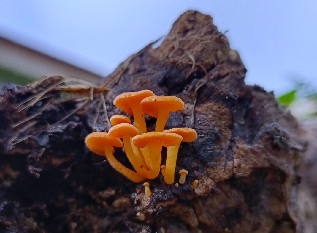 Cabeceiras: amantes dos cogumelos silvestres vão sair para o monte
