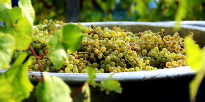 Operação “Puro Verde”: empresário de Celorico é um dos detidos